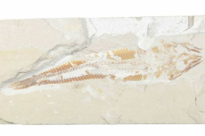 Cretaceous Viper Fish (Prionolepis) - Lebanon #376336